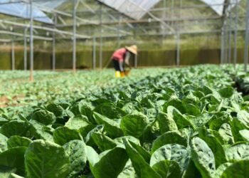 Green Athleisure Boom: Turkish Manufacturers Secure Global Partnerships with Sustainability-First Approach