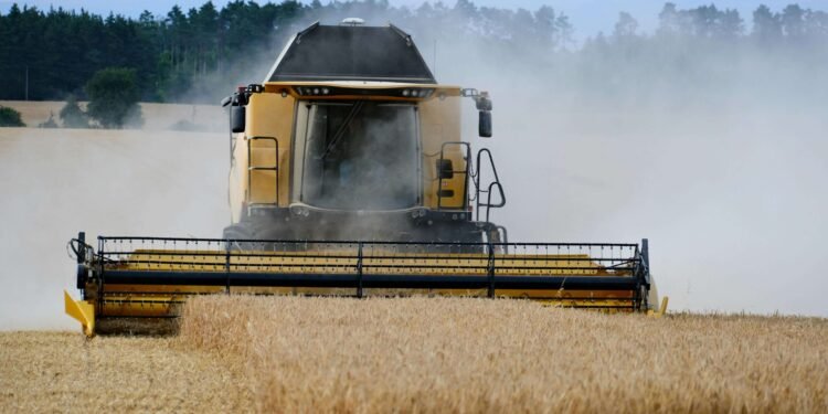 Turkey Olive Oil: Production Power and Export Shift