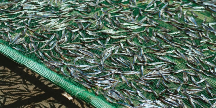 Turkey’s Sourcing and Investment Opportunities | Turkish Sourcing