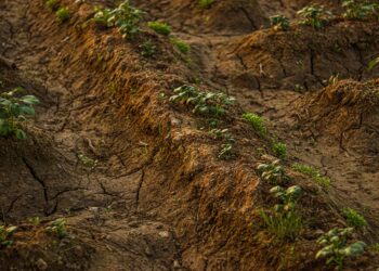 Agricultural land and farming landscape illustrating environmental conditions and crop production.