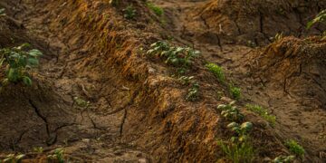 Agricultural land and farming landscape illustrating environmental conditions and crop production.